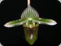 Paph. hennisianum